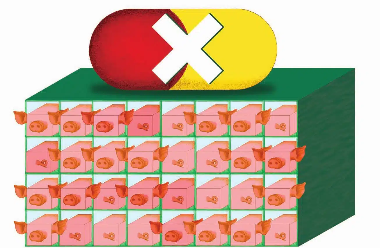 Élevages sans antibiotique : une « occasion manquée » de repenser l’élevage
