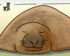 Neil the seal is back, terrorising Tasmania’s coastal communities. Everyone leave him alone! | First Dog on the Moon